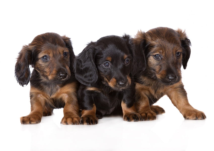 Puppies, Dachshund, Cute, Dogs - Maiden, Cute Dachshund HD wallpaper ...