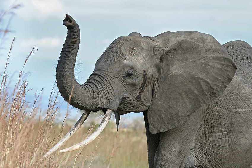 warnung ausgelöst, afrikanisch, gras, feld, elefant HD-Hintergrundbild