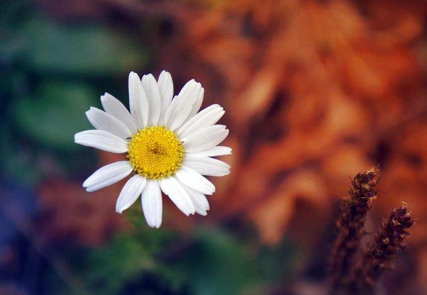 Kamille, Blume, Makro, Blütenblätter, Kamille HD-Hintergrundbild