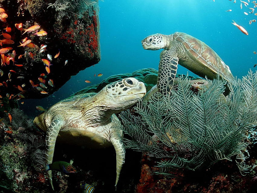 Top 27 Sea Animals IN HD wallpaper | Pxfuel
