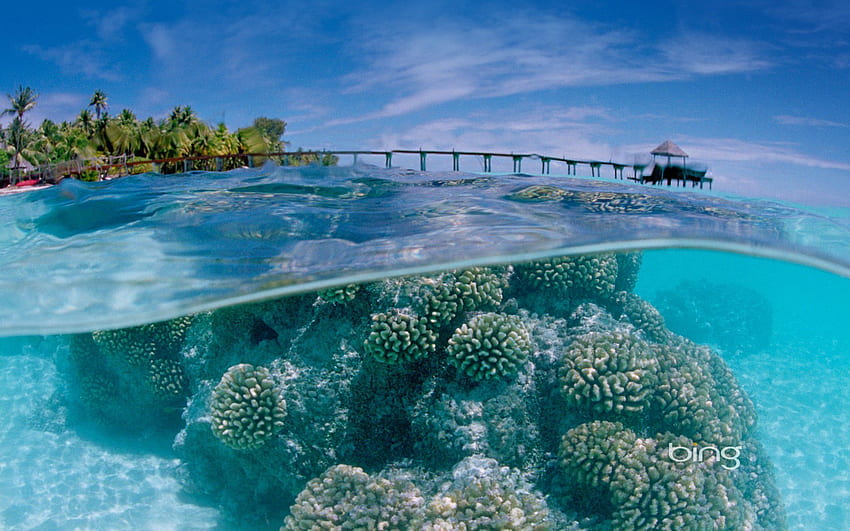 Fakarava Atoll underwater () [AWAA]. background nature, Landscape , Ocean, Tahiti HD wallpaper
