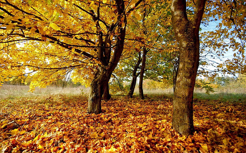 Alam, Musim Gugur, Daun, Dedaunan, Kering Wallpaper HD