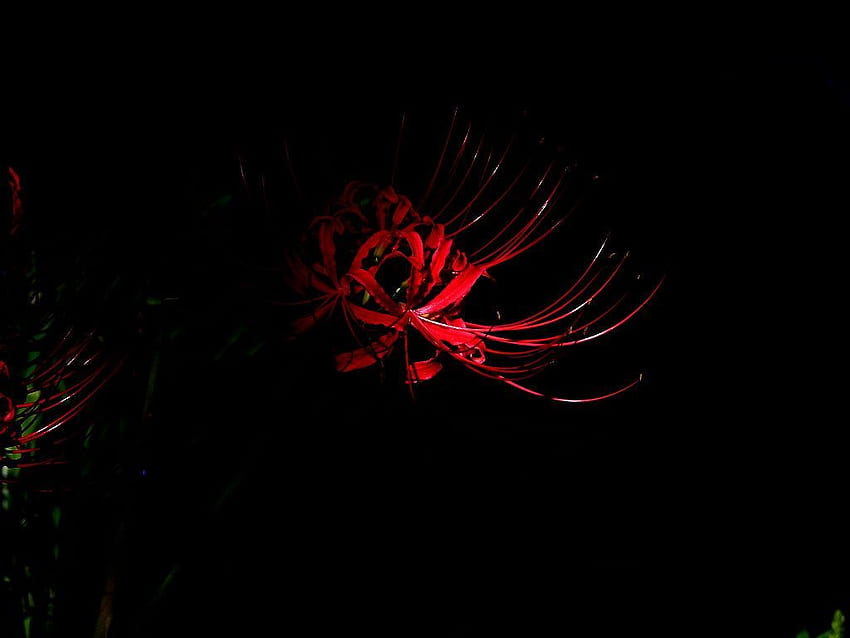 Rote Spinnenlilie HD-Hintergrundbild