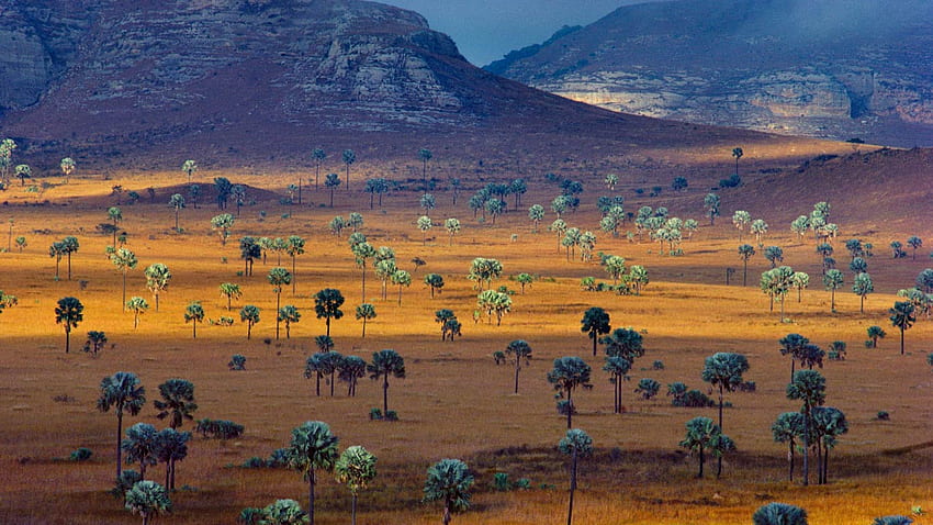 Palmeiras crescendo em uma savana, Madagascar, paisagem de Madagascar papel de parede HD