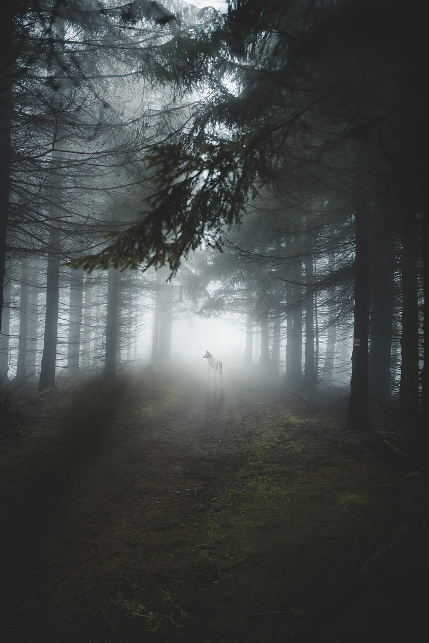Natura, drzewa, połysk, światło, las, pies, mgła, wilk Tapeta na telefon HD