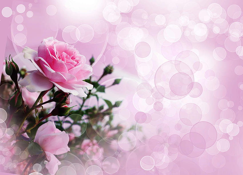 Pink Rose, Pink Religious HD wallpaper