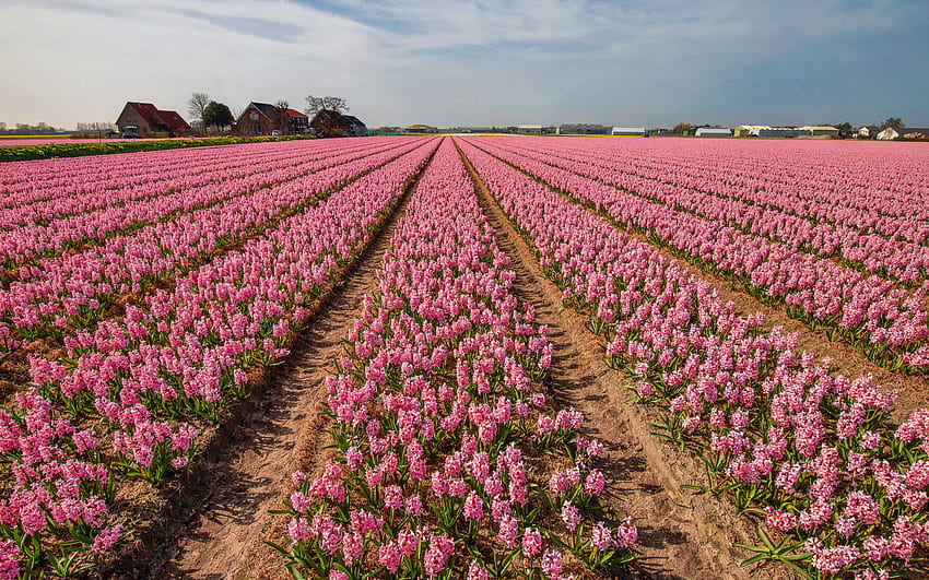 pink hyacinths, wild flowers, pink flower field, hyacinths, Hyacinthus, pink flowers, hyacinth cultivation HD wallpaper