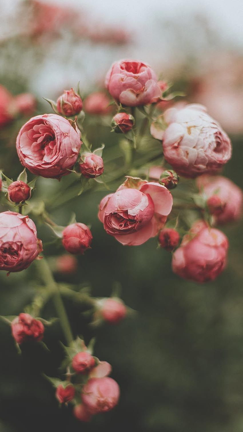Romantik Güller iPhone X . tiki iphone güller, Çiçek iphone , Çiçekler grafisi, Güzel Çiçek iPhone HD telefon duvar kağıdı