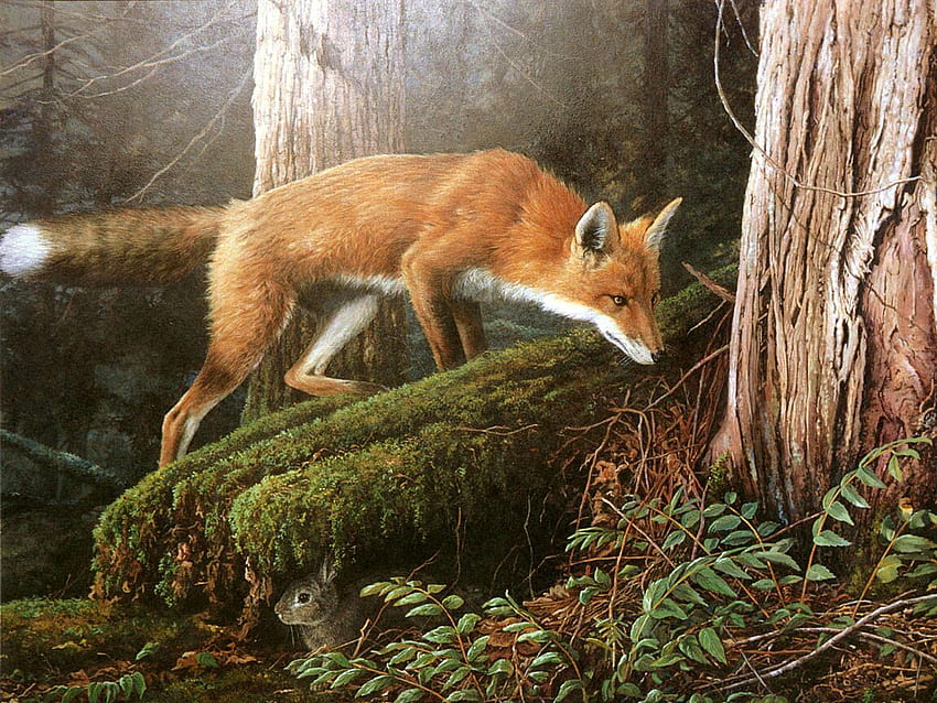 Woodland Animals, Forest Wildlife HD wallpaper