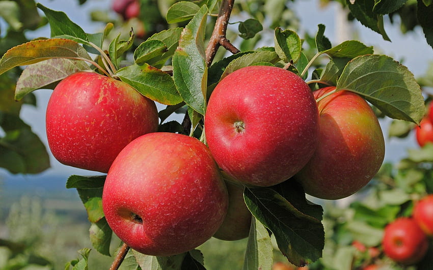 Lebensmittel, Äpfel, Zweig, reif HD-Hintergrundbild