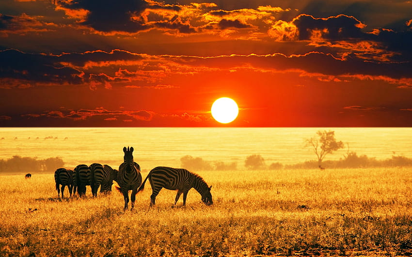 Hewan liar, matahari terbenam, matahari terbit, bidang, musim panas, awan, alam, bumi, lanskap, afrika, Cadangan, langit Zebra., Matahari Terbit Afrika Wallpaper HD