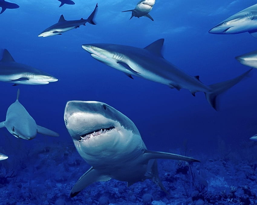 megaloden, animal, fish, shark, ocean HD wallpaper