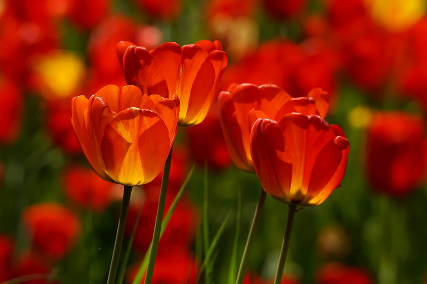 Tulips, Flowers, Blossom, Bokeh HD wallpaper