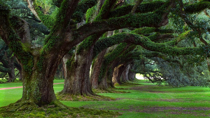 nature, trees, live, Alley, plantation, oak, Louisiana, Spring Louisiana HD wallpaper