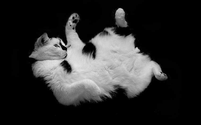 Animals, Cat, Lie, To Lie Down, Spotted, Spotty, Sweetheart, Nice, Playful HD wallpaper