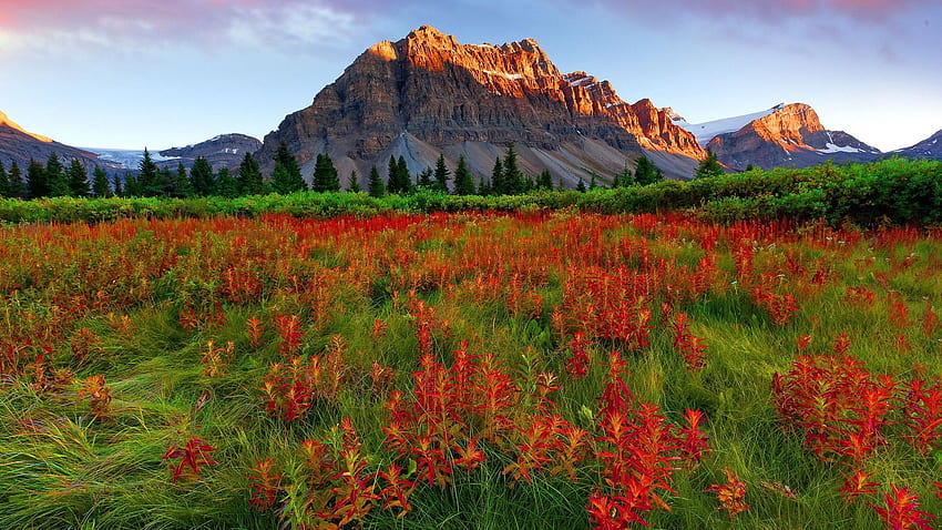 Red Mountain Flowers Green Grass Pine Trees Rocky Mountain Rocky HD wallpaper