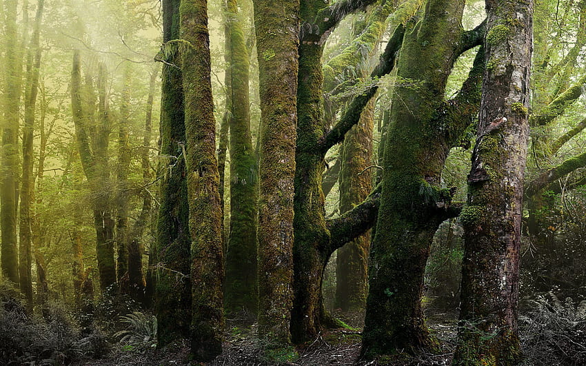Natur, Bäume, Wald, Alt, Moos, Baumstämme, Rinde, Uralt, Antike HD-Hintergrundbild