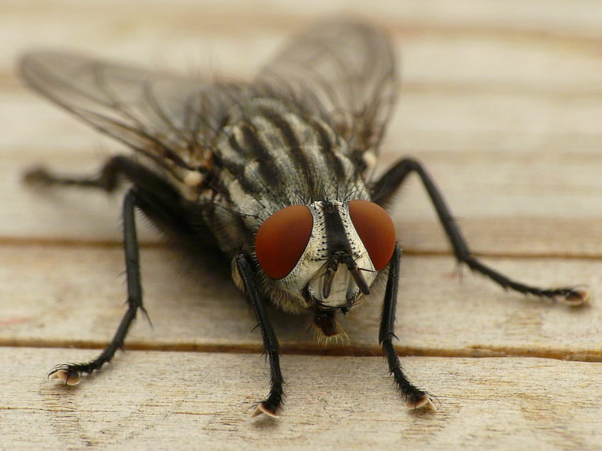 Makro, Mata, Close-Up, Serangga, Sayap, Terbang Wallpaper HD