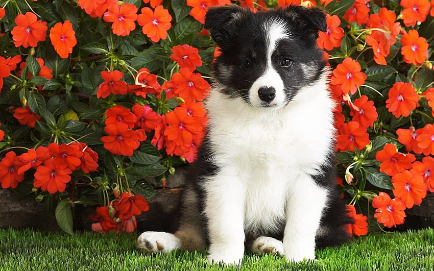 Animals, Flowers, Dog, Spotted, Spotty, Puppy HD wallpaper