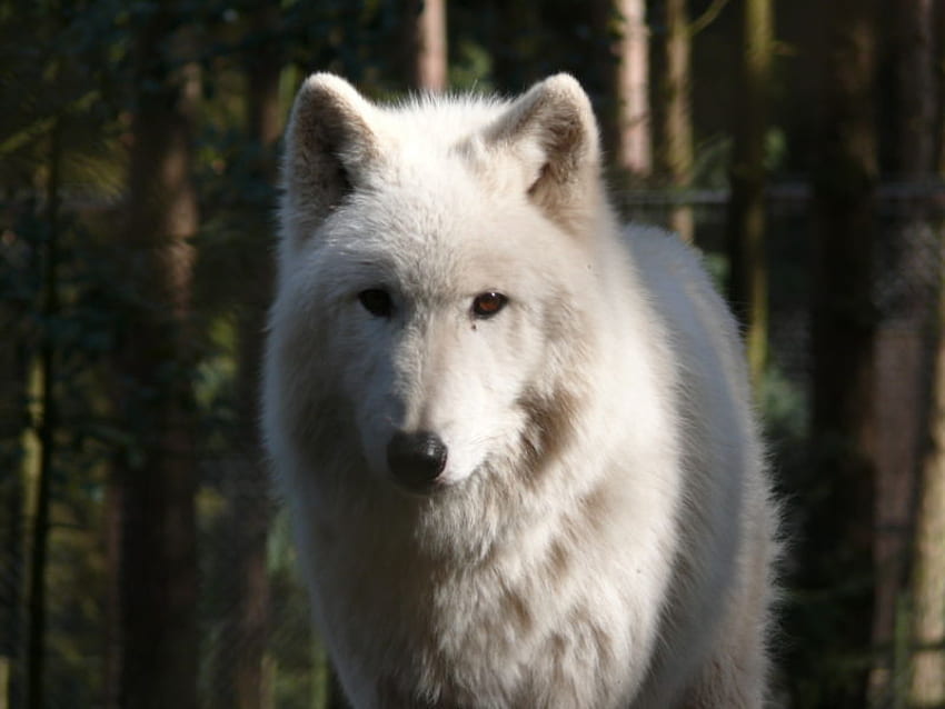 美しい白いオオカミ、犬、その他、オオカミ、動物 高画質の壁紙