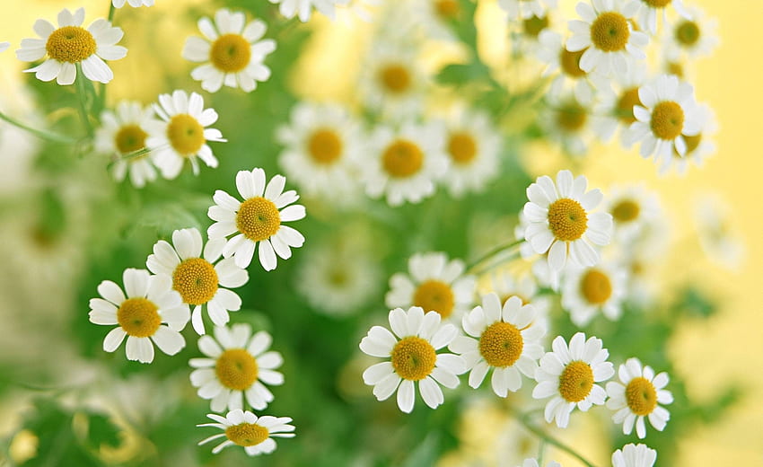 ดอกไม้ ฤดูร้อน ดอกแคมะไมล์ กลีบดอก โคลสอัพ ช่อดอกไม้ วอลล์เปเปอร์ HD