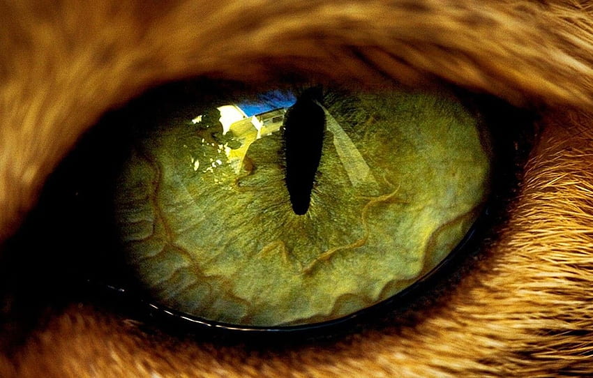green, eyes, reflection, animal, contour, wool HD wallpaper