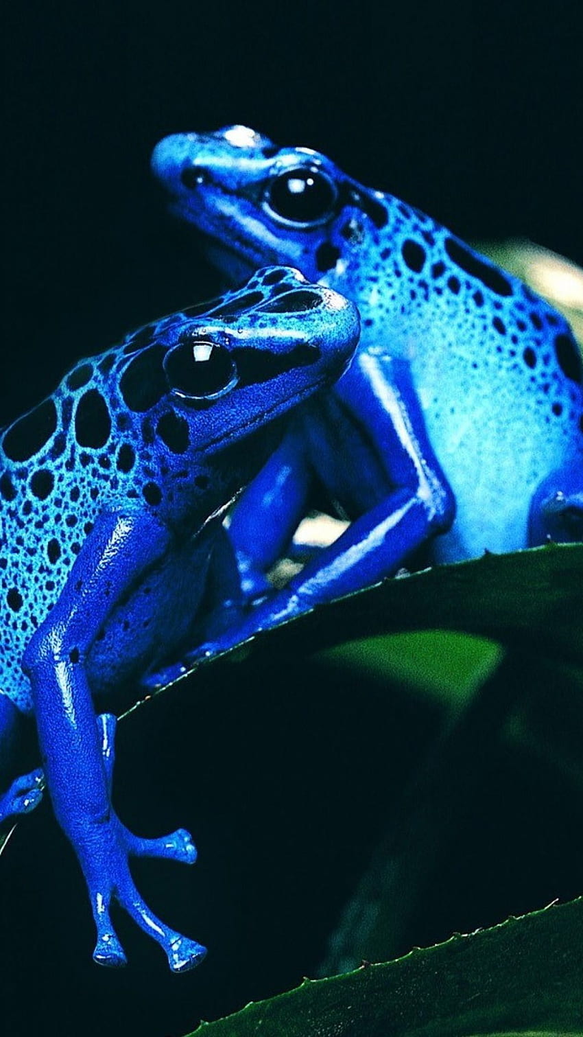 Blue Frogs S4 . Frog , Poison dart HD phone wallpaper | Pxfuel