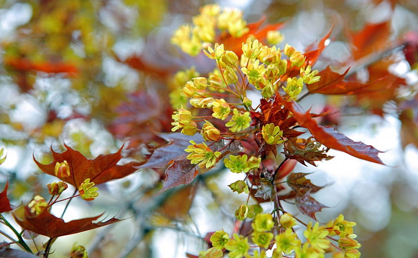 Musim semi, cabang, kuning, bunga, merah, musim gugur, oranye Wallpaper HD