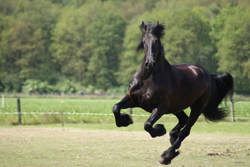 Force pure, chevaux, cheval hollandais, animaux, frisons, hollande, frise, pays-bas Fond d'écran HD
