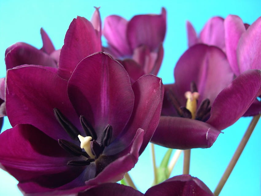 Violeta Belleza, púrpura, flores, oscuro, violeta. fondo de pantalla