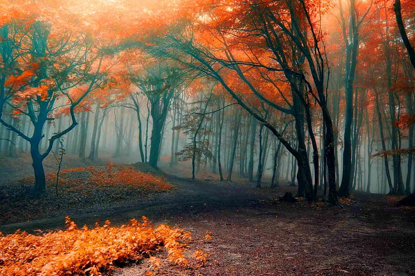 가을 숲, 경로, 가을, 아름다운, 주황색, 좋은, 안개, 떨어지는, 잎, 가지, 나무, 가을, 자연, 아름다운, 숲, colros, 단풍 HD 월페이퍼