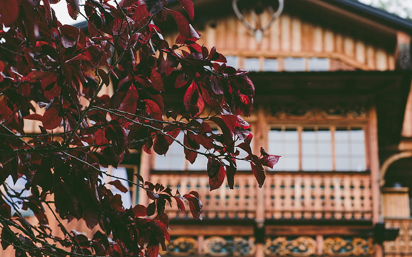 Nature, Leaves, Wood, Tree, House HD wallpaper
