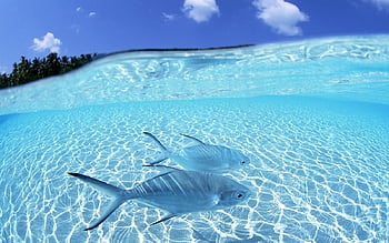 Fraser Island, Australia. 7 Top Secret Beaches You Must Add To Your ...