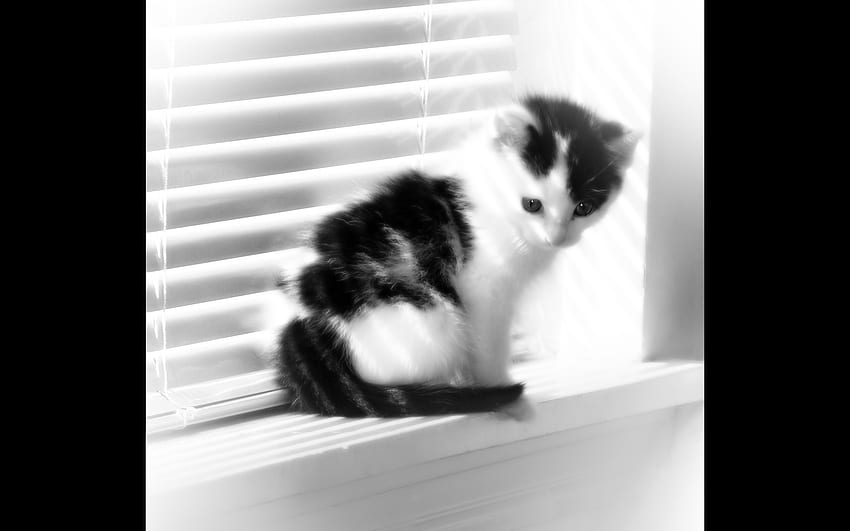 Fuzzy Window Kitten, Kätzchen, Fenster, schwarz und weiß, Fuzzy, Sonne HD-Hintergrundbild