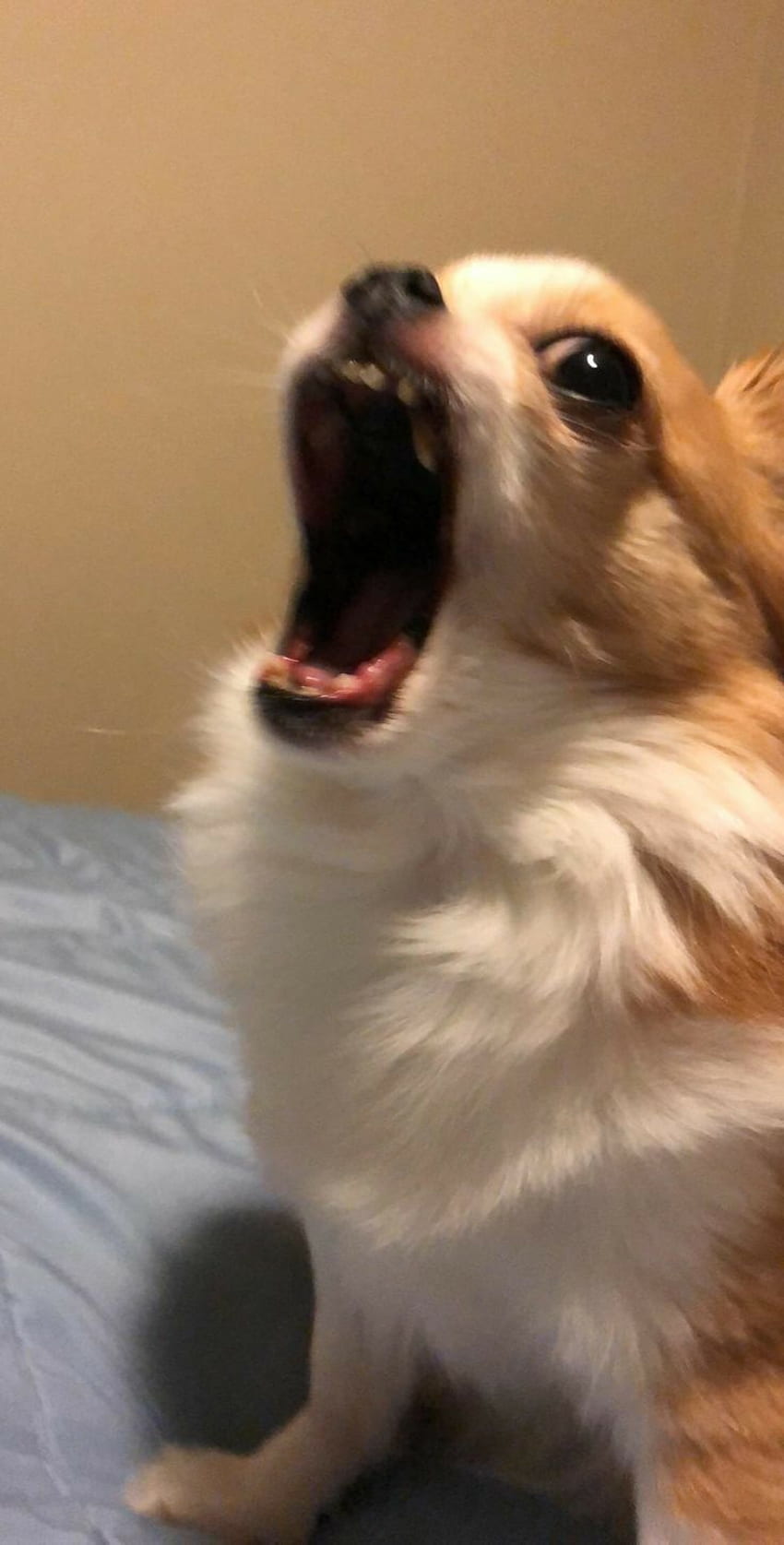 Perro gritando xd, Perros, aléatoire Fond d'écran de téléphone HD