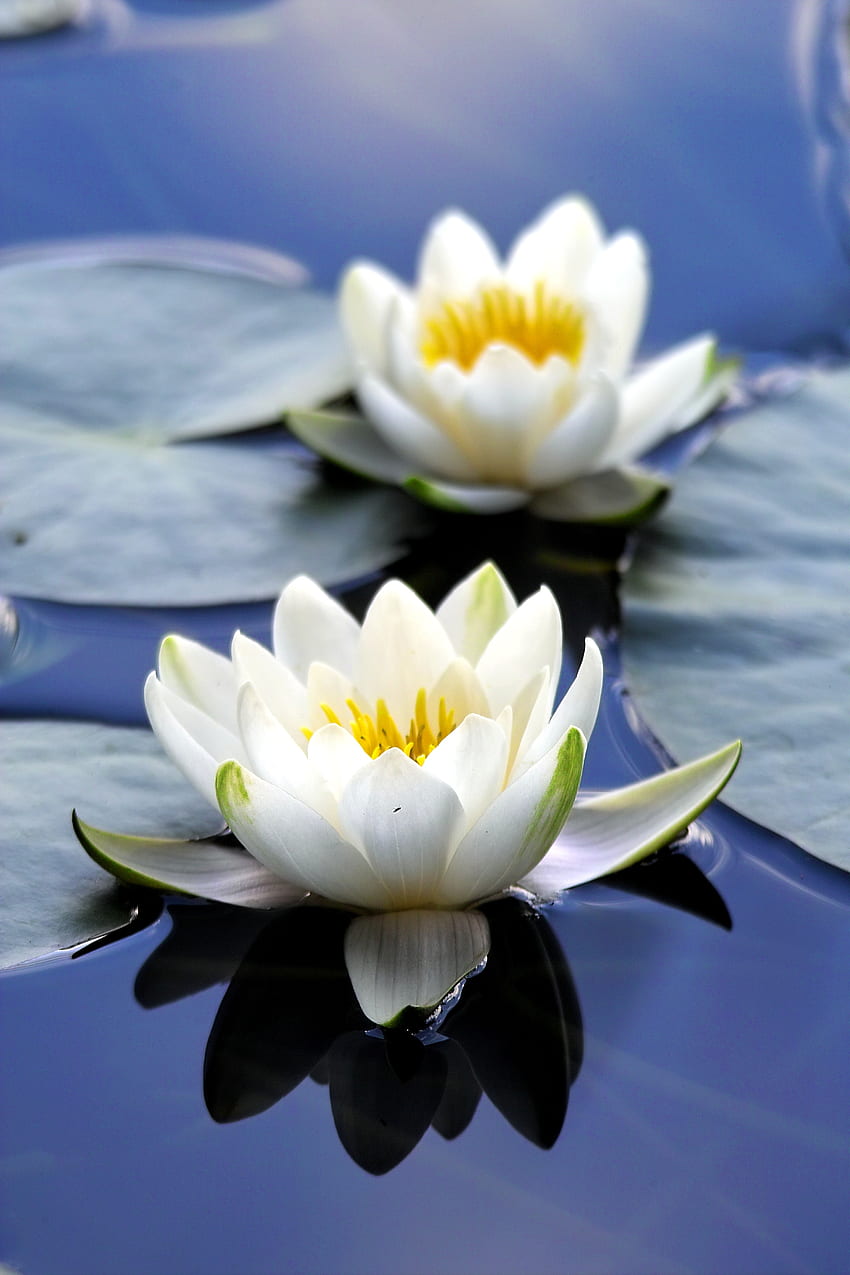 Flora, white flowers, close up, bloom, water lily HD phone wallpaper