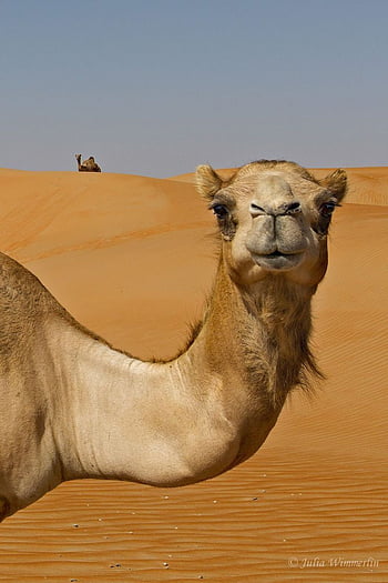 Camels Sunset Desert  Free photo on Pixabay  Pixabay