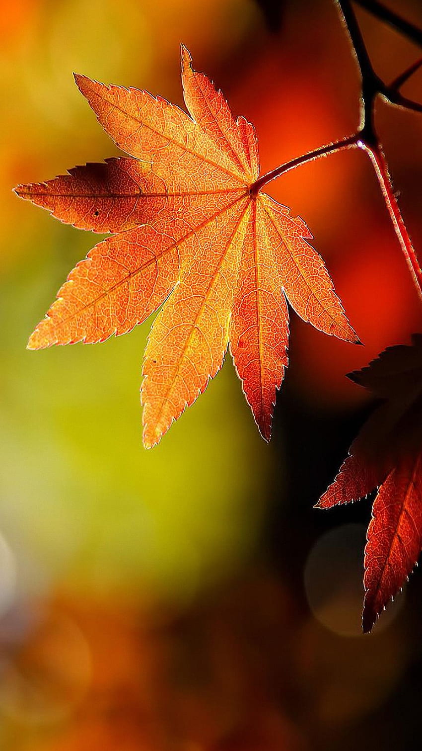Leaf Art Htc One M9 X9 - Autumn Is A Second Spring HD phone wallpaper