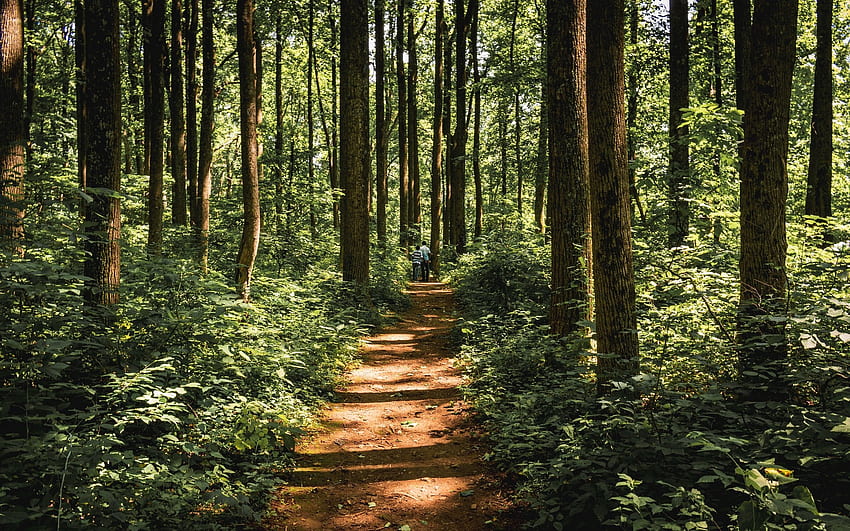 Forest Path, árvores, natureza, floresta, caminho papel de parede HD