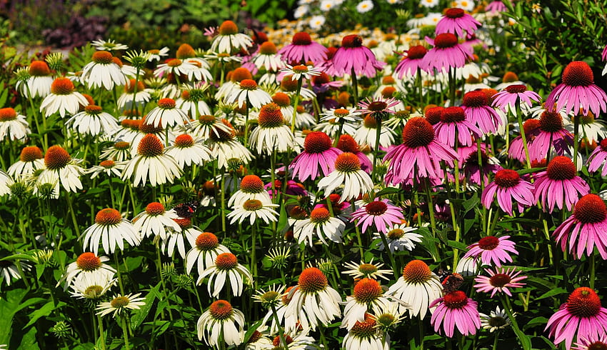 Bunga, Merah Muda, Petak Bunga, Petak Bunga, Echinacea Wallpaper HD