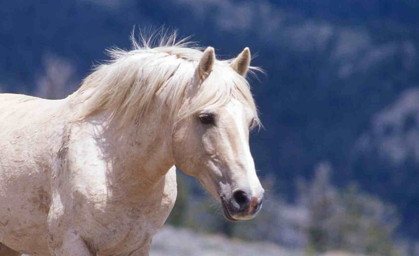 White Mare, animal, horse, mare, wild horse, nature, pony HD wallpaper