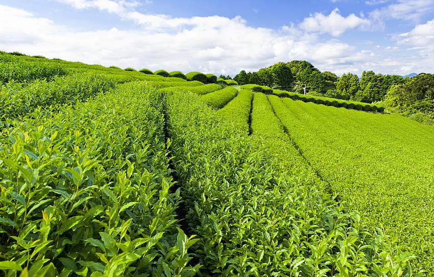 Небето, листата, писта, зелено, чай - Чаена градина -, Чаени плантации HD тапет