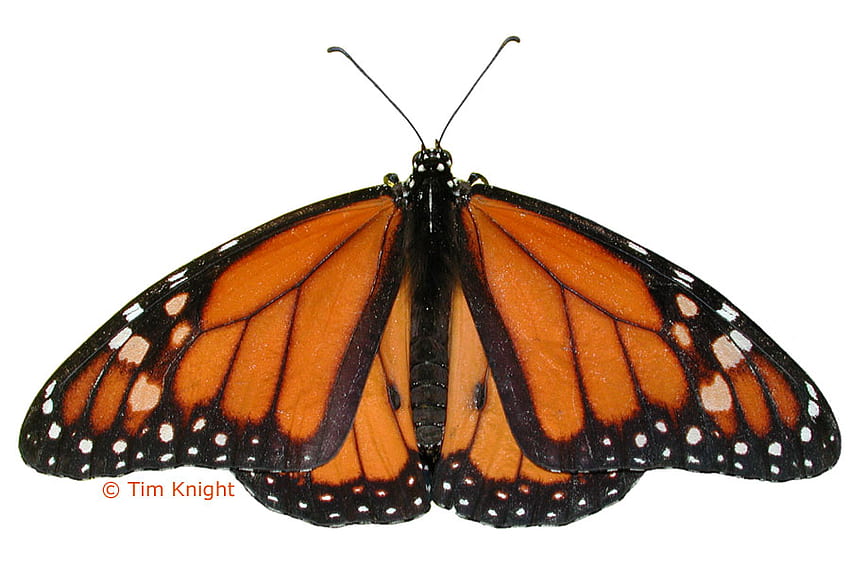 MONARCH BUTTERFLY, wings, monarch, orange, butterfly HD wallpaper