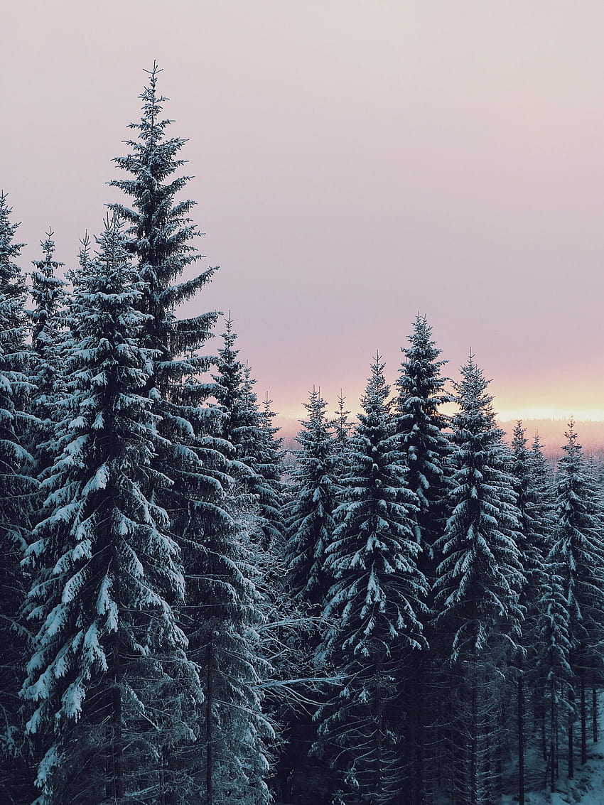 2016 年 1 月 6 日午後 2 時 53 分。 サナリン。 VSCO. 冬 , 冬景色, 冬景色 HD電話の壁紙