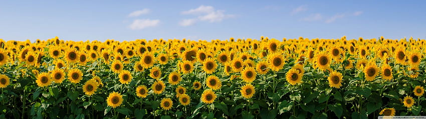 Sunflower Field Aesthetic Ultra Background for U TV : & UltraWide & Laptop : Multi Display, Dual & Triple Monitor : Tablet : Smartphone HD wallpaper