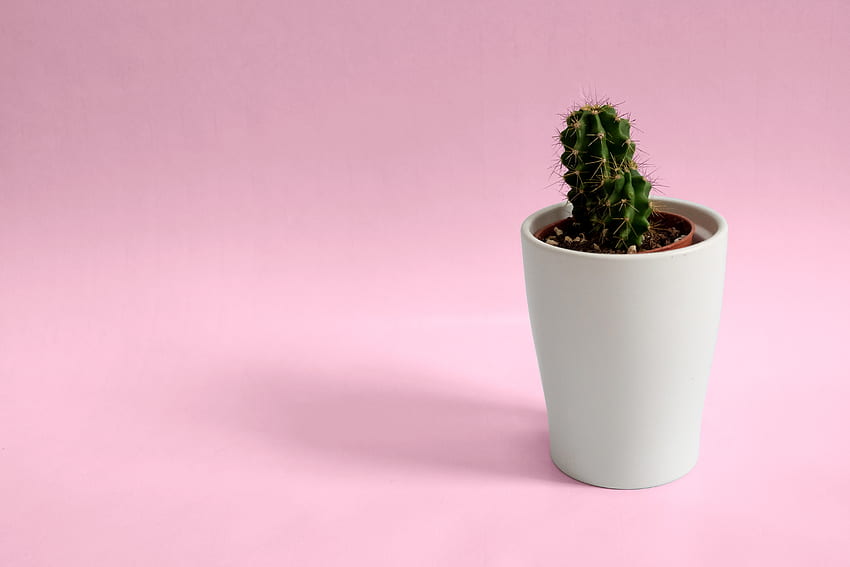 Cactus Plant In White Pot · Stock, Pink Cactus HD wallpaper
