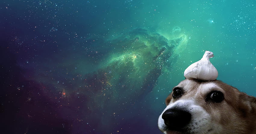 Galaxy Dog - 개와 배경 HD 월페이퍼