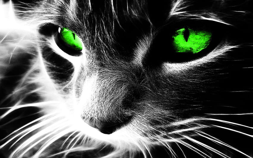 cat neon eyes PS CS5 by waldt [] for your , Mobile & Tablet. Explore Neon Cat . Neon Animal , Abstract Neon , Neon HD wallpaper