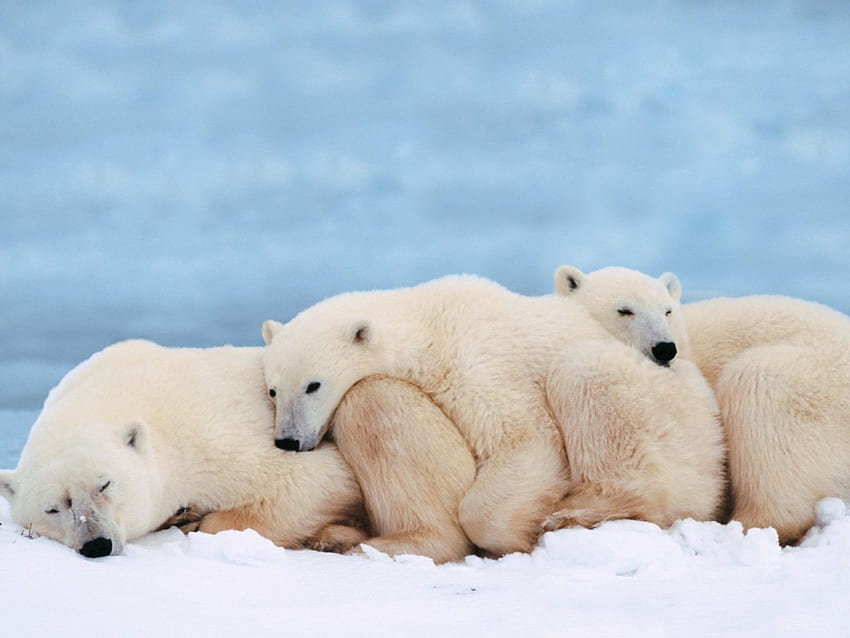 keluarga beruang kutub Arktik, kutub, Arktik, keluarga, beruang Wallpaper HD