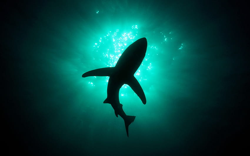 Shark Week, Shark Attack HD wallpaper